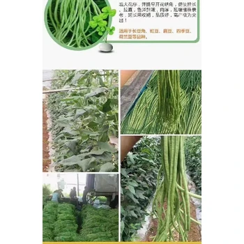 護(hù)豆角?；ūＧv豆角滿藤藤正品