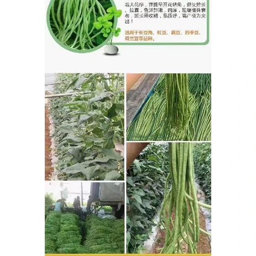 豆角滿藤藤效果好促授粉壯莢拉直