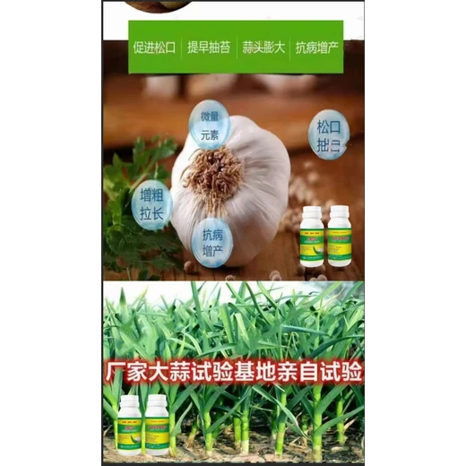 生根壯苗抽苔易，防黃尖蒜膨大為峰巧手大蒜松口抽苔劑