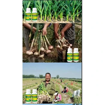 膨蒜頭防黃尖，壯苗生根易抽苔為峰巧手大蒜松口抽苔劑