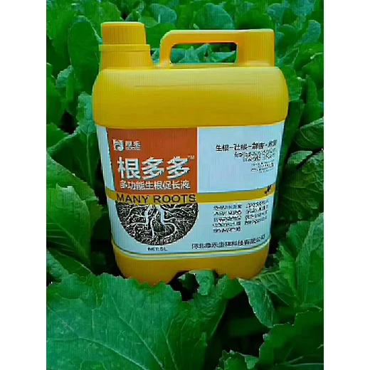 促根迅猛毛細(xì)根密根群更龐大?根多多廠家