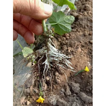 速促毛細根萌發(fā)根群繁茂扎土深?為峰根多多