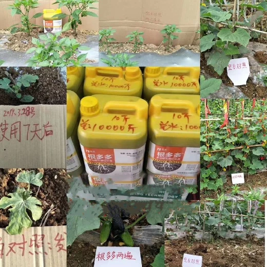 生根快穩(wěn)毛細叢生根群擴倍長?根多多效果好