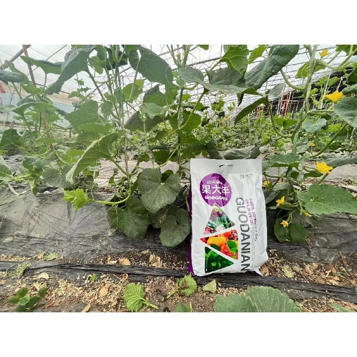 歡天喜地果大年正品壯苗授粉防癟果膨果美果豐收佳