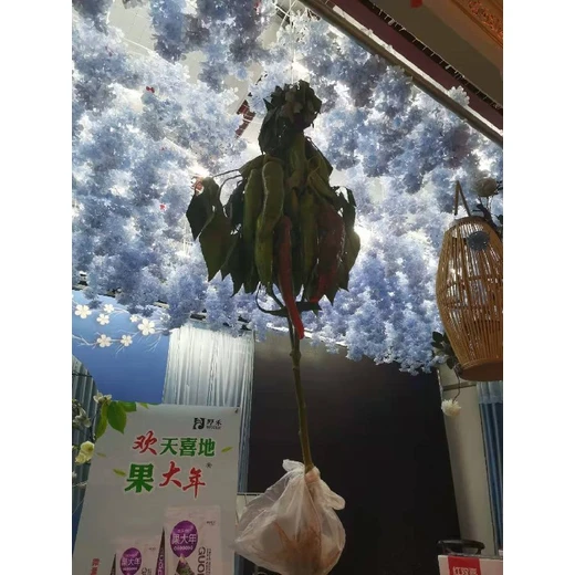 歡天喜地果大年廠家生根旺苗保授粉保花膨果果形美