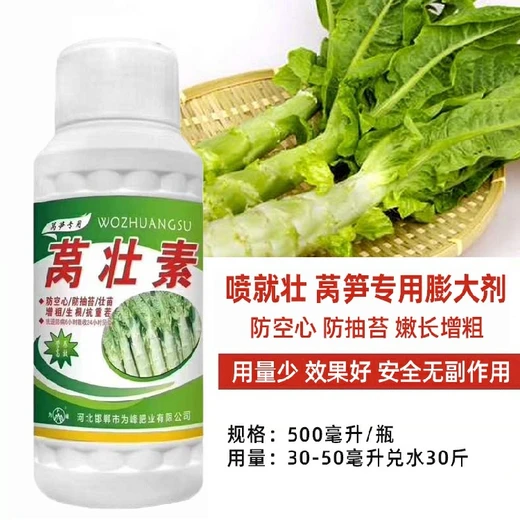 防空心促膨大，莖稈粗直質(zhì)地脆?萵壯素萵筍