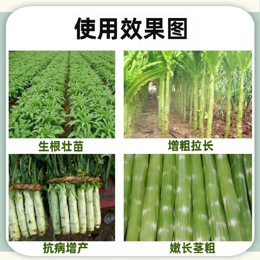 萵壯素代理防抽苔促膨大，莖粗脆嫩不裂空?