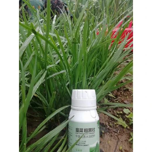 韭菜粗黑壯正品生根壯苗抗倒伏葉油綠口感優(yōu)良?