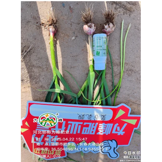 膨大果實(shí)，助力果體飽滿(mǎn)碩大?聚谷氨酸價(jià)格