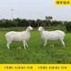 玻璃鋼羊雕塑,羊雕塑自由組合產(chǎn)品圖
