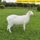 羊雕塑制作廠家圖