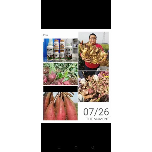 為峰肥業(yè)地三胖,全面營養(yǎng)護株，實現(xiàn)高產(chǎn)優(yōu)質(zhì),人參，黨參藥材等