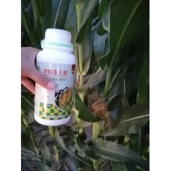 玉米金大棒廠家,抗倒伏拉長(zhǎng)棒穗，粒飽無禿尖?