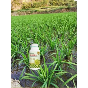 稻黃金,分蘗繁茂返青快，抗倒穗大粒滿?,稻黃金正品