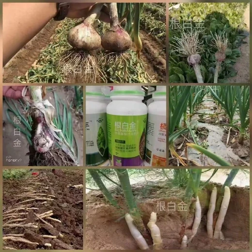 根白金批發(fā),根多根壯根群大苗齊苗旺抗性強