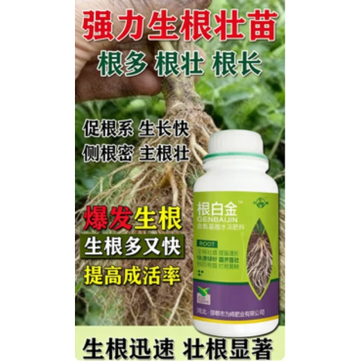 根白金批發(fā),強(qiáng)根固本，防病抗逆長勢好