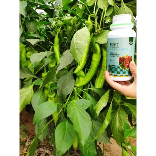 葉厚莖粗，坐果集中商品率高,椒多豐