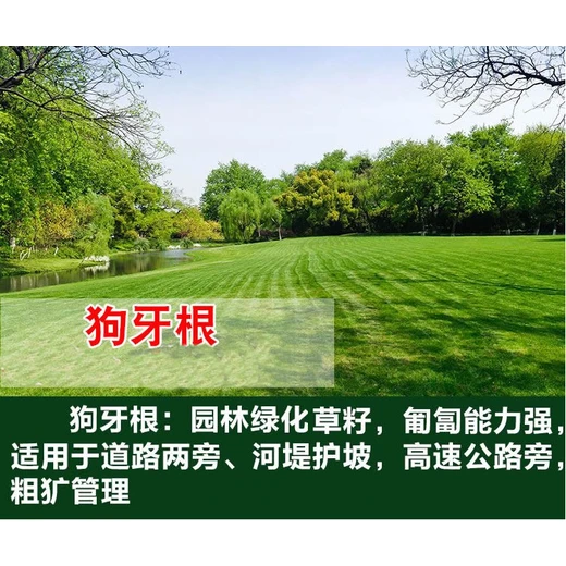 三葉草種子價(jià)格河道護(hù)坡,價(jià)格