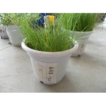 護(hù)坡王草叫什么草種子公園綠化-一斤多少錢