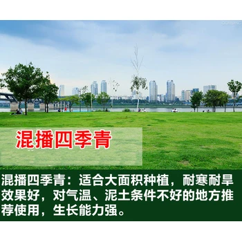 江西綠化草皮種子冰草+多少錢一斤