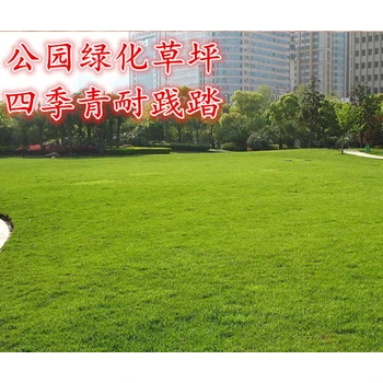 河北綠化草皮種子狼尾草/批發(fā)銷售