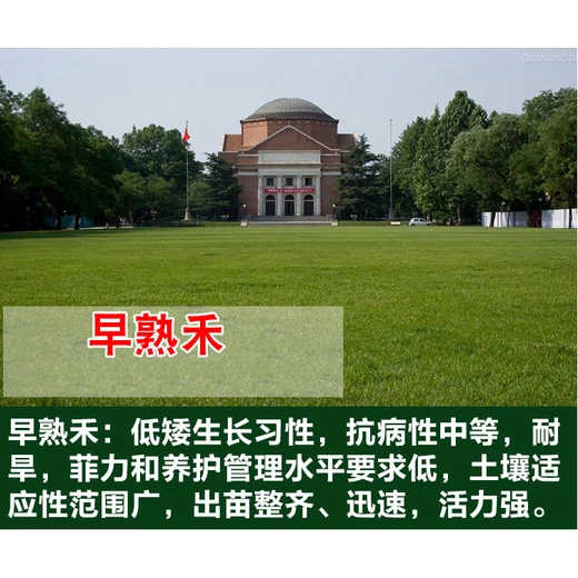 茂名綠化草屬什么草種子三葉草,多少錢(qián)一斤