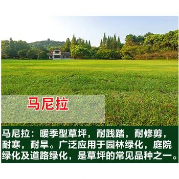 江西綠化草皮種子冰草+多少錢一斤