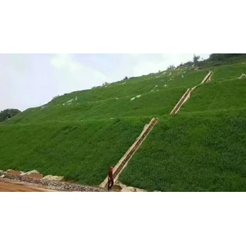 江西綠化草皮種子冰草+多少錢一斤