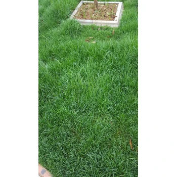 四季青草坪種子價格行情臨時綠化/多少錢一斤
