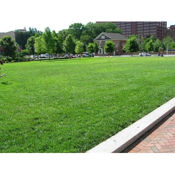 綠化草種子上哪里有賣狗尾巴草/批發(fā)銷售