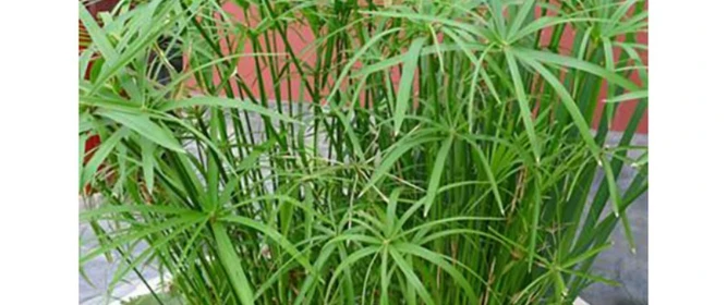 2026年4月菹草生態浮島公司推薦，沉水搭配浮島立體凈化水體