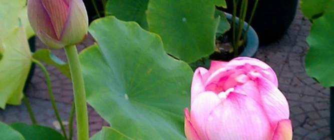 2026年4月睡蓮苗基地公司推薦，基地直供貨源足性價比更高