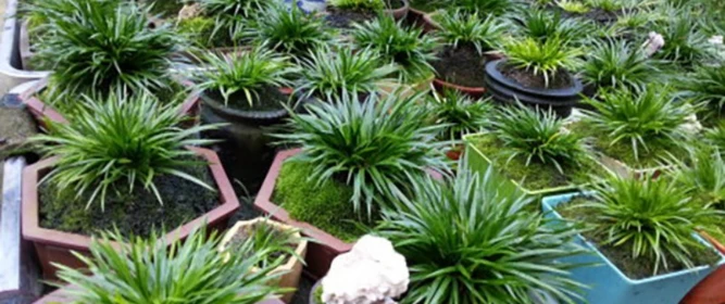 2026年4月睡蓮苗基地廠家推薦，產地直供貨源穩定充足