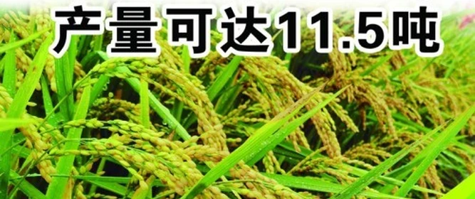 2026年4月黑龍江龍慶稻34水稻種子廠家推薦，莖稈粗壯抗倒伏能力更出眾