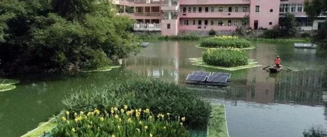 2026年4月水生植物苗廠家推薦，苗株健壯無病蟲害易成活