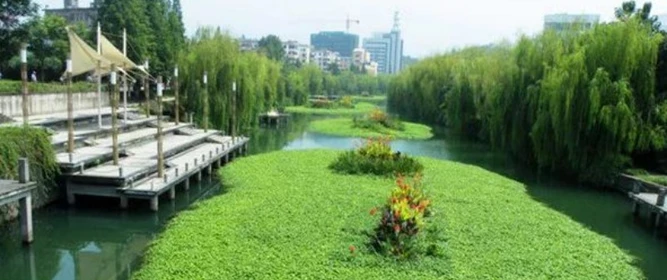 2026年4月荷花幼苗廠家推薦，現挖現發新鮮苗株存活率更高