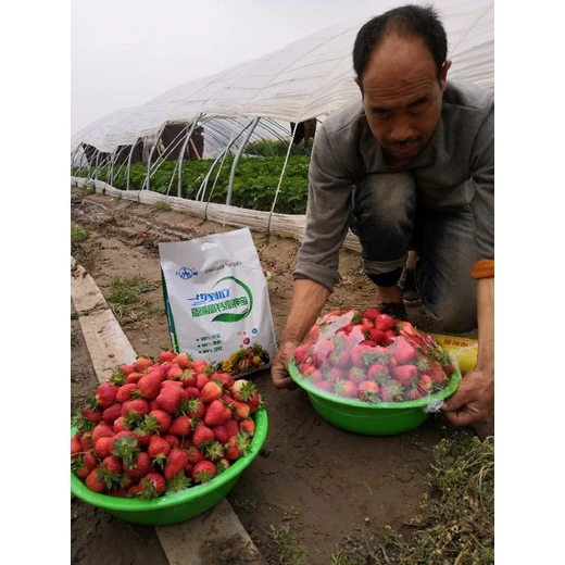 妙長,美果膨大色澤亮，增甜防裂品質(zhì)優(yōu)