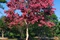 2026年4月川紅紫薇種植基地推薦，蘇北川紅花色濃郁市政行道樹