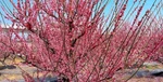2026年4月沭陽珍珠梅苗木種植基地推薦，花姿繁茂耐寒耐旱庭院花海綠化好養(yǎng)
