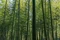 2026年4月宿遷楠竹種植基地推薦，耐寒耐旱長勢快荒山護坡綠化優(yōu)選