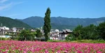 2026年3月靠譜的邊坡綠化種子廠商推薦，草坪種子/綠化小苗/三葉草種子/四季青種子/黑麥草種子，邊坡綠化種子采購有哪些