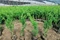 2026年4月沭陽月季種植基地推薦，品種苗株健壯移栽成活率高易養(yǎng)護