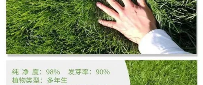 2026年4月蘇北狗牙根種子公司推薦，耐踐踏易成活市政草坪優(yōu)選