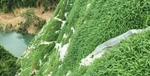 2026年5月牧草種子廠家推薦，產量高適口性好適合養(yǎng)殖草場種植