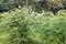 2026年5月評(píng)的草原恢復(fù)草籽/復(fù)綠草籽廠家推薦