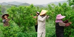 2026年產(chǎn)地直供三明星橙廠家哪家好