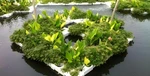 2026年5月評的蓮花藕苗/浮葉植物藕苗廠家推薦