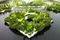 2026年5月評(píng)的蓮花藕苗/浮葉植物藕苗廠家推薦