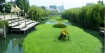 2026年5月的沉水植物種植/沉水植物苗廠家推薦