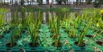 2026年5月評的竹葉眼子菜睡蓮苗/睡蓮廠家推薦